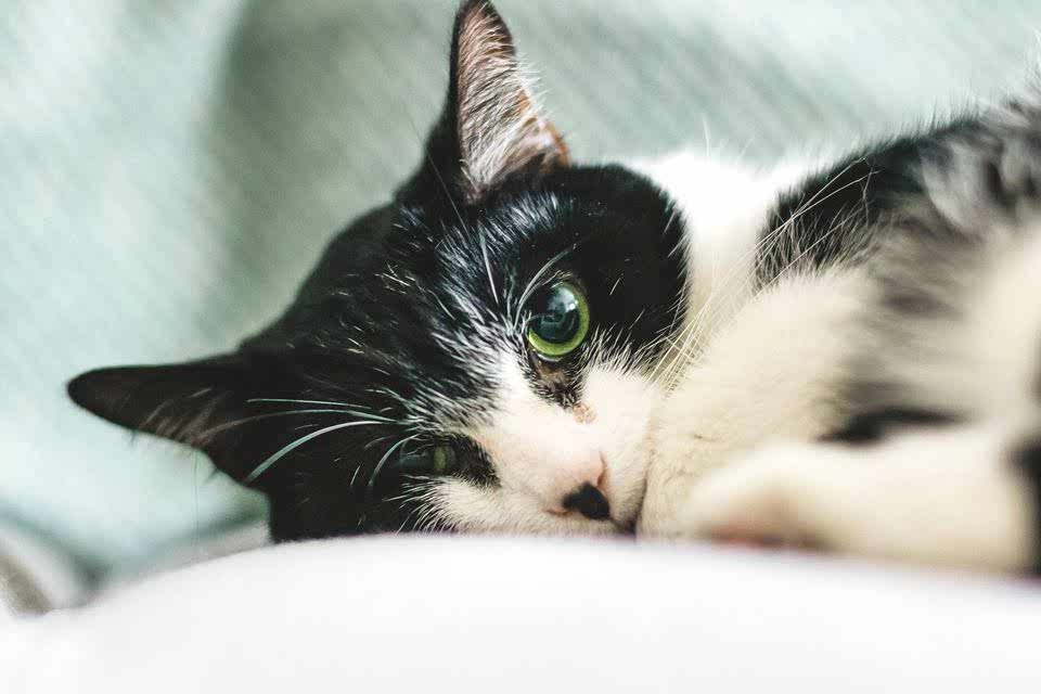 Pet Portraits for a Regal Feline! ?